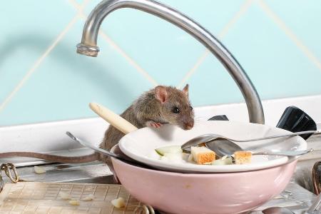 Ratten und Mäuse in der Wohnung: So wird man sie los!