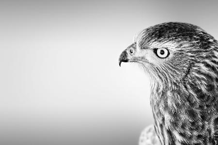 Begeisterung für Greifvögel Begeisterung für Greifvögel