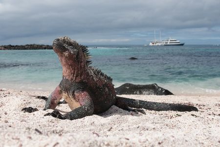Galápagos-Meerechsen am Strand vor einem Boot im Hintergrund Galápagos-Meerechsen am Strand vor einem Boot im Hintergrund