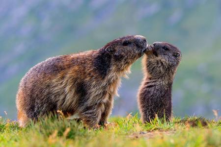 Alpenmurmeltier, Alpen-Murmeltier Marmota marmota, Mutter m...