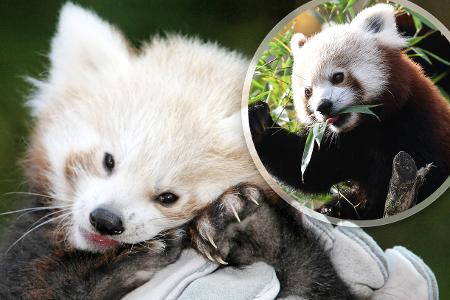 Roter Panda Katzenbär, Bärenkatze, Feuerfuchs, Goldhund, Kleiner Panda, Jungtier