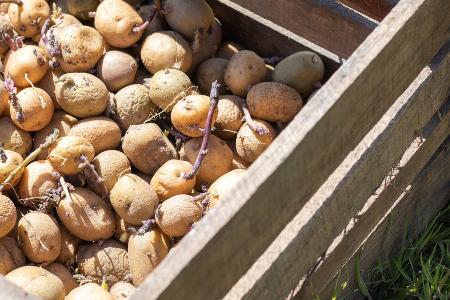 Tomaten, Kartoffeln, Zwiebeln: Kann man keimendes Gemüse noch essen?