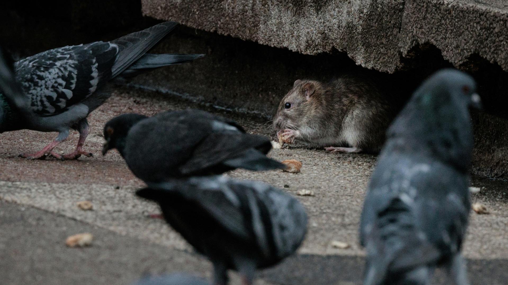 Pelzige Plage Prägen Ratten das OlympiaBild von Paris?