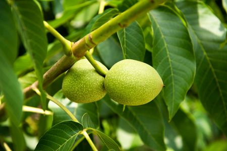 walnusbaum walnusbaum