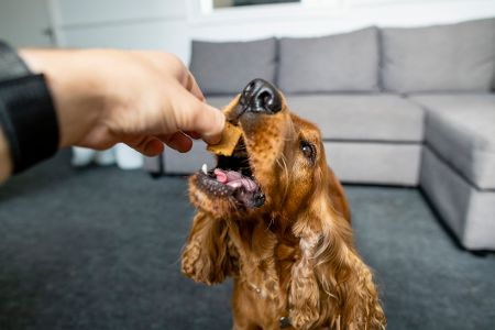 Hund bekommt Leckerli Hund bekommt Leckerli